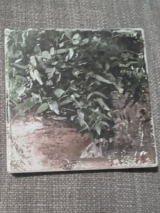 Indoor Green Plant Art Print Coaster Handcrafted